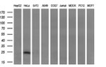 CITED1 Antibody in Western Blot (WB)