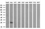 CITED1 Antibody in Western Blot (WB)