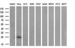 CITED1 Antibody in Western Blot (WB)