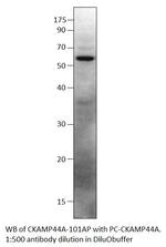 SHISA9 Antibody in Western Blot (WB)