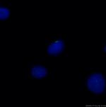 ARL13B Antibody in Immunocytochemistry (ICC/IF)