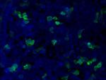 MYC tag Antibody in Immunocytochemistry (ICC/IF)