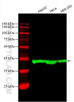 beta Actin Antibody in Western Blot (WB)