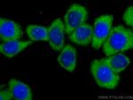 PLOD3 Antibody in Immunocytochemistry (ICC/IF)