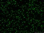 DACH1 Antibody in Immunohistochemistry (PFA fixed) (IHC (PFA))