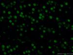 DACH1 Antibody in Immunohistochemistry (PFA fixed) (IHC (PFA))