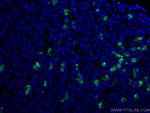 Human IgA Antibody in Immunohistochemistry (PFA fixed) (IHC (PFA))