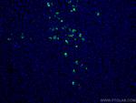 Human IgA Antibody in Immunohistochemistry (PFA fixed) (IHC (PFA))