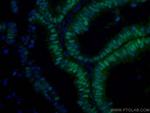 PAX8 Antibody in Immunohistochemistry (PFA fixed) (IHC (PFA))