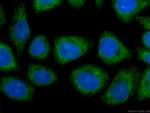 STAT3 Antibody in Immunocytochemistry (ICC/IF)