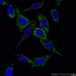 COXIV Antibody in Immunocytochemistry (ICC/IF)