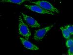 PRDX4 Antibody in Immunocytochemistry (ICC/IF)