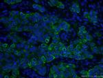 TNF alpha Antibody in Immunohistochemistry (PFA fixed) (IHC (PFA))