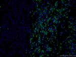 CD3 gamma Antibody in Immunohistochemistry (PFA fixed) (IHC (PFA))