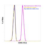 CD54 (ICAM-1) Antibody