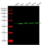 alpha Tubulin Antibody in Western Blot (WB)