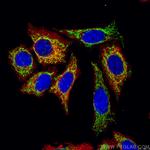 ATP5A1 Antibody in Immunocytochemistry (ICC/IF)