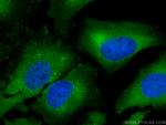 FKBP52 Antibody in Immunocytochemistry (ICC/IF)