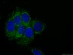 NDUFA4L2 Antibody in Immunocytochemistry (ICC/IF)