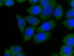 PA2G4 Antibody in Immunocytochemistry (ICC/IF)