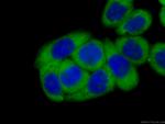 RACGAP1 Antibody in Immunocytochemistry (ICC/IF)