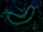 Caveolin-1 Antibody in Immunohistochemistry (PFA fixed) (IHC (PFA))