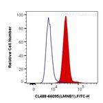 Lamin B1 Antibody in Flow Cytometry (Flow)