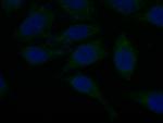 ORM1/2 Antibody in Immunocytochemistry (ICC/IF)