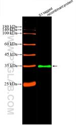 S1 tag Antibody in Western Blot (WB)