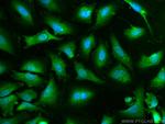 Caspase 9/p35/p10 Antibody in Immunocytochemistry (ICC/IF)