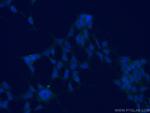 SERPINE2 Antibody in Immunocytochemistry (ICC/IF)