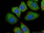 Apolipoprotein AI Antibody in Immunocytochemistry (ICC/IF)