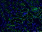 CD13 Antibody in Immunohistochemistry (PFA fixed) (IHC (PFA))