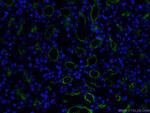 CD13 Antibody in Immunohistochemistry (PFA fixed) (IHC (PFA))