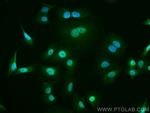 USP5 Antibody in Immunocytochemistry (ICC/IF)