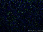 N-cadherin Antibody in Immunohistochemistry (PFA fixed) (IHC (PFA))