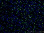 N-cadherin Antibody in Immunohistochemistry (PFA fixed) (IHC (PFA))