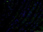 N-cadherin Antibody in Immunohistochemistry (PFA fixed) (IHC (PFA))