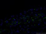 N-cadherin Antibody in Immunohistochemistry (PFA fixed) (IHC (PFA))