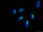 IMP3 Antibody in Immunocytochemistry (ICC/IF)