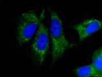 FRS2 Antibody in Immunocytochemistry (ICC/IF)