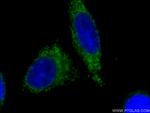 Cytochrome c Antibody in Immunocytochemistry (ICC/IF)