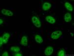 NUDT21 Antibody in Immunocytochemistry (ICC/IF)