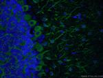 TUBB3-specific Antibody in Immunohistochemistry (PFA fixed) (IHC (PFA))