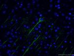 TUBB3-specific Antibody in Immunohistochemistry (PFA fixed) (IHC (PFA))