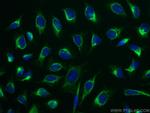 LAP3 Antibody in Immunocytochemistry (ICC/IF)