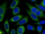 PDI Antibody in Immunocytochemistry (ICC/IF)