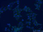 PDIA3 Antibody in Immunocytochemistry (ICC/IF)