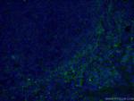 CD147 Antibody in Immunohistochemistry (PFA fixed) (IHC (PFA))