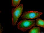 TXN Antibody in Immunocytochemistry (ICC/IF)